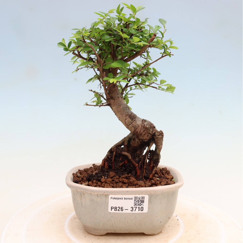 Camera bonsai - Ulmus parvifolia - Olmo a foglie piccole