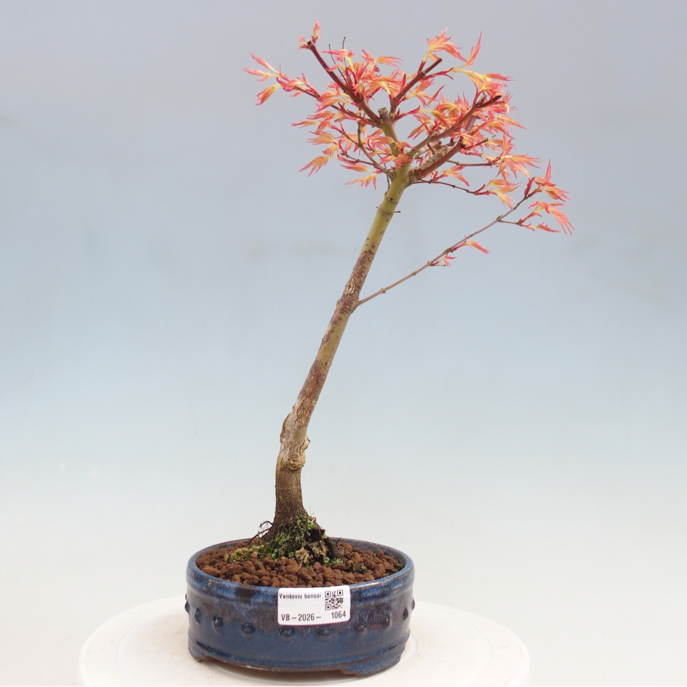 Acero norvegese - Acer palmatum Beni Tsukasa