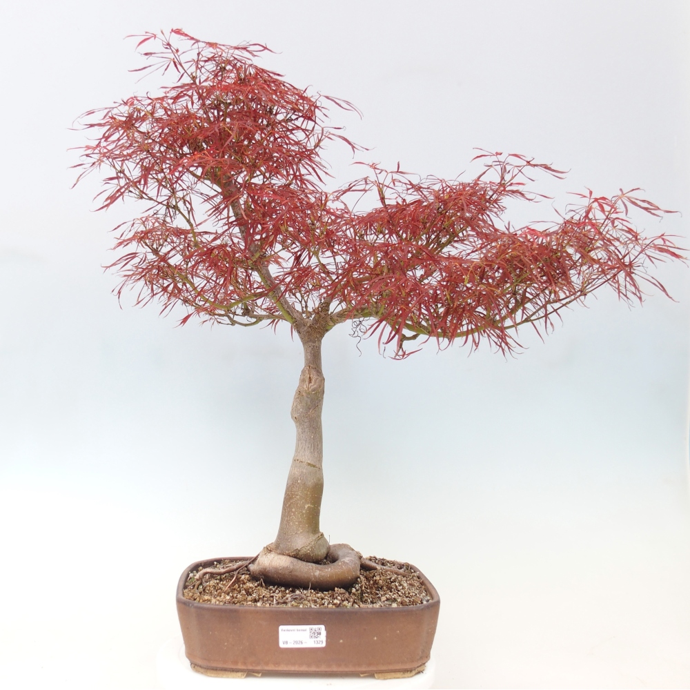 Bonsai da esterno - Acer palmatum RED PYGMY