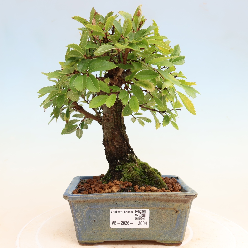 Bonsai da esterno - Zelkova - Zelkova NIRE