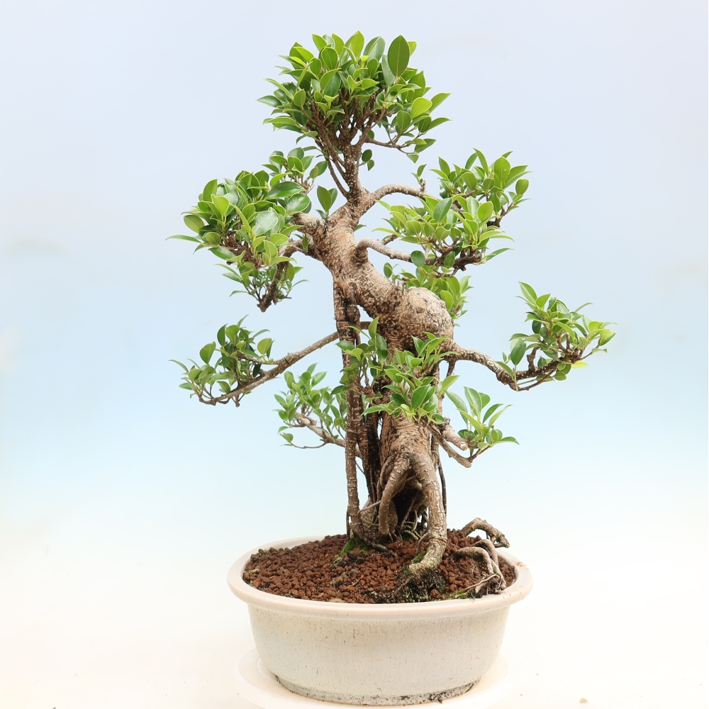 Camera bonsai - Ficus kimmen - ficus a foglie piccole