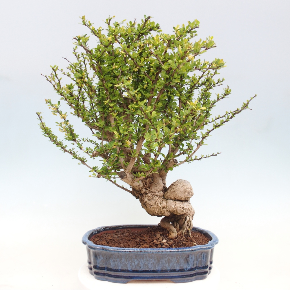 Bonsai da esterno - Berberis coreana