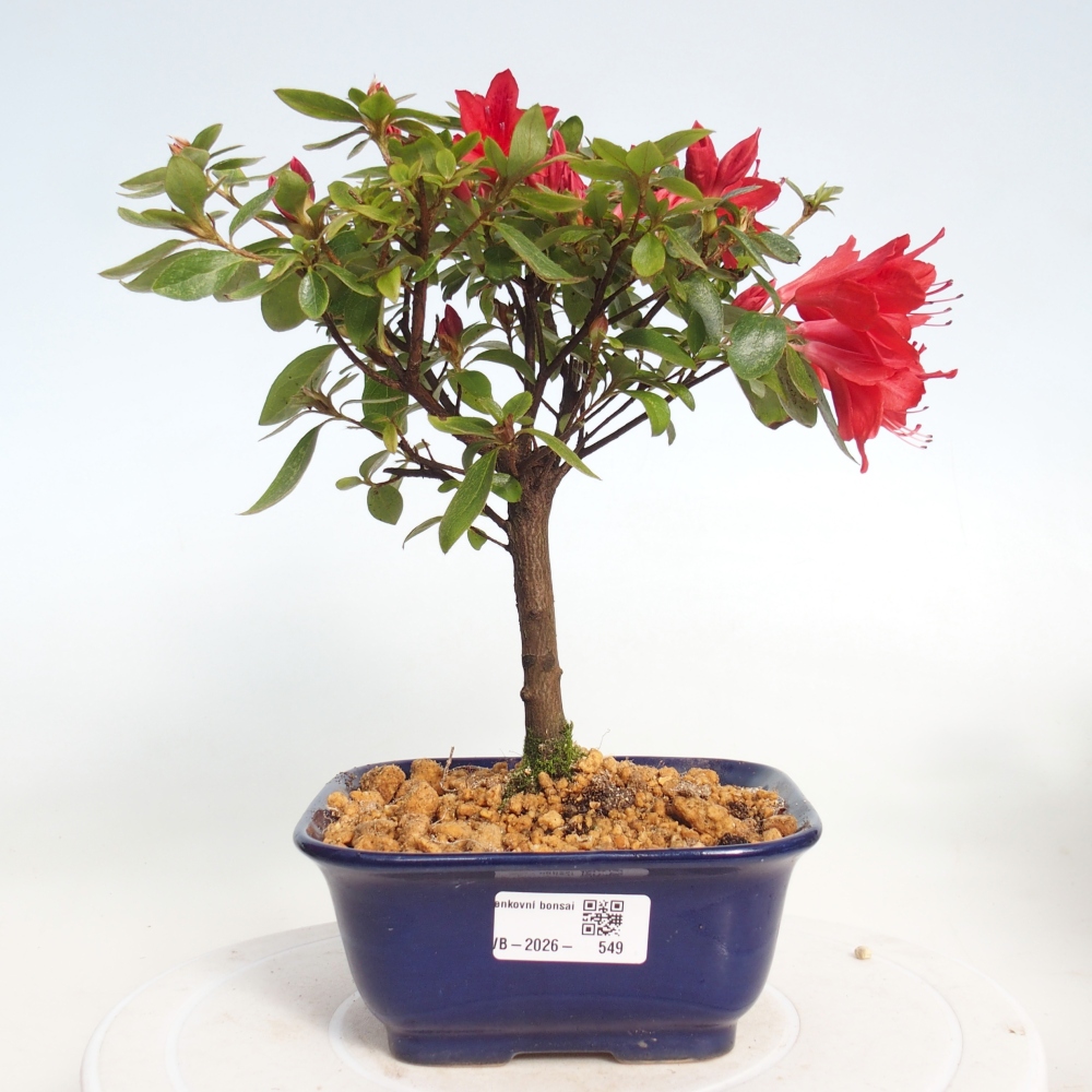 Bonsai da esterno - Azalea giapponese - Azalea sp.