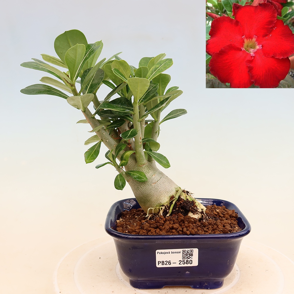 Bonsai da interno - Adenium obesum Red Star - Rosa del deserto