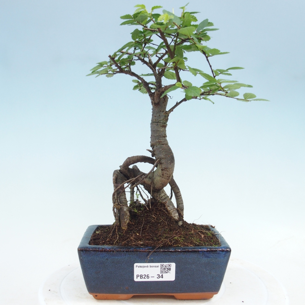 Camera bonsai - Ulmus parvifolia - Olmo a foglie piccole