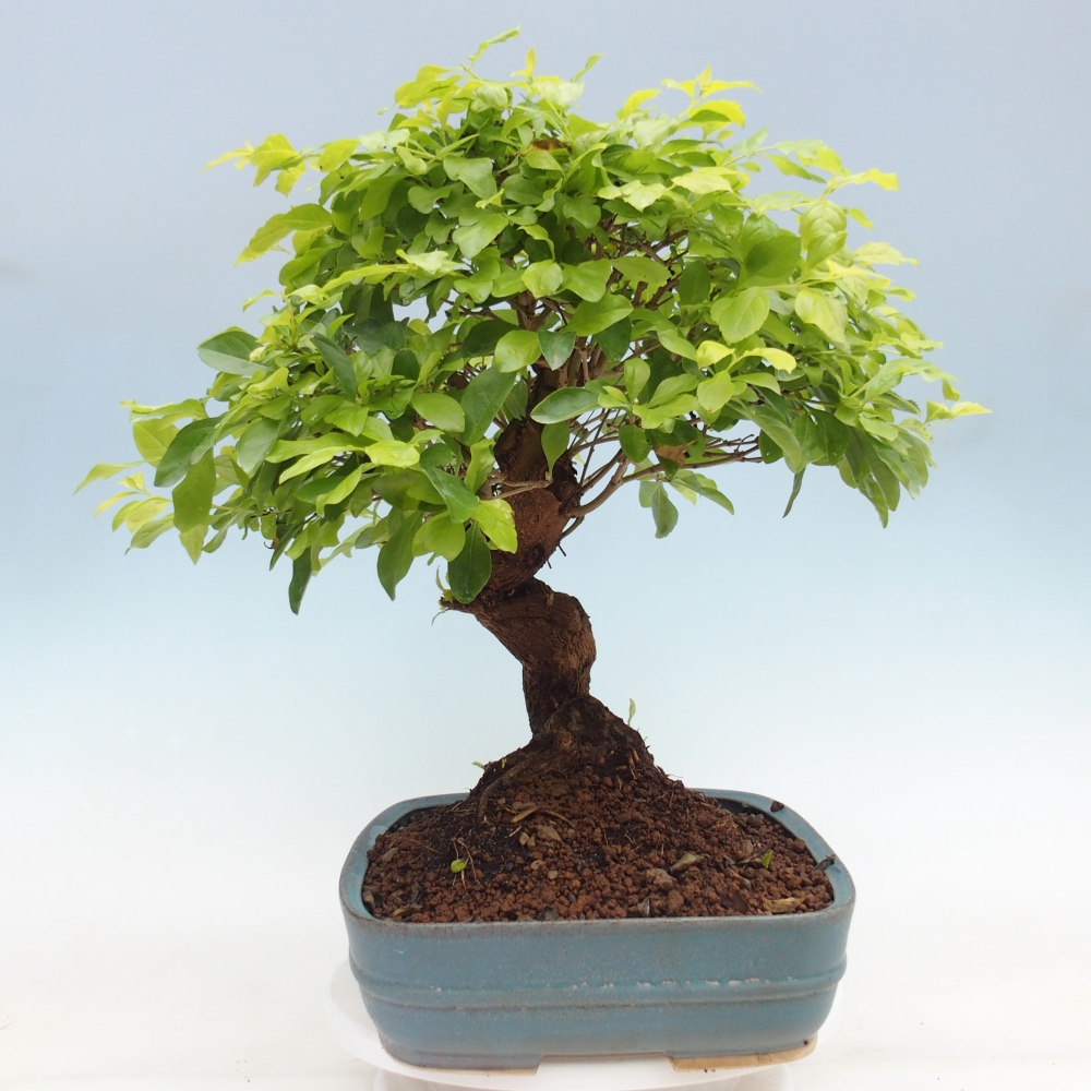 Bonsai da camera - Duranta erecta Aurea - SOLO RITIRO PERSONALE o trasporto su pallet
