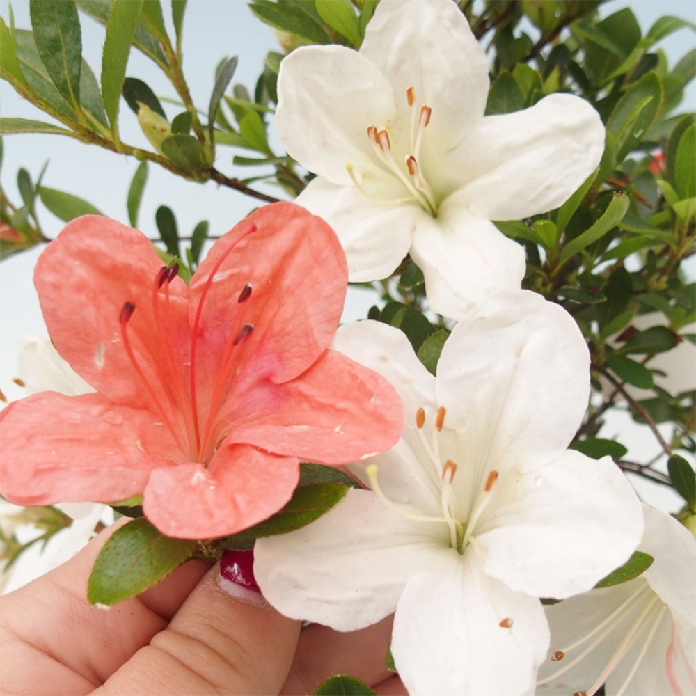 Bonsai da esterno - Azalea giapponese - Azalea Matsunami
