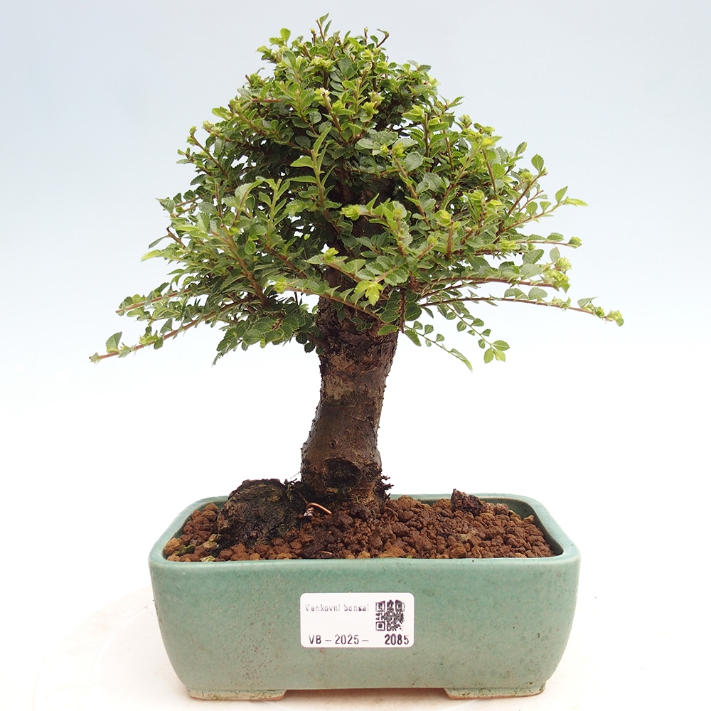 Bonsai da esterno - Ulmus parvifolia Hokkaido - Olmo cinese