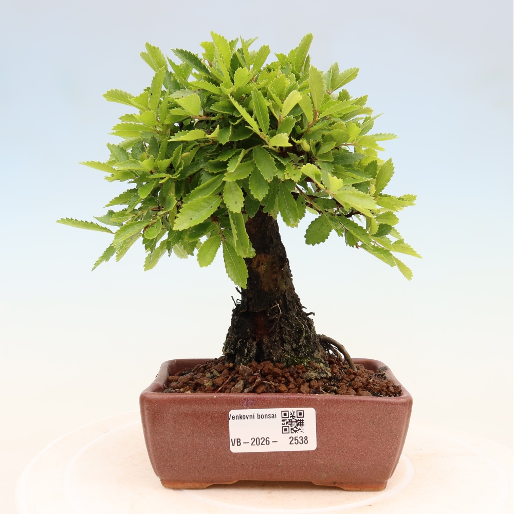 Bonsai da esterno - Zelkova - Zelkova NIRE