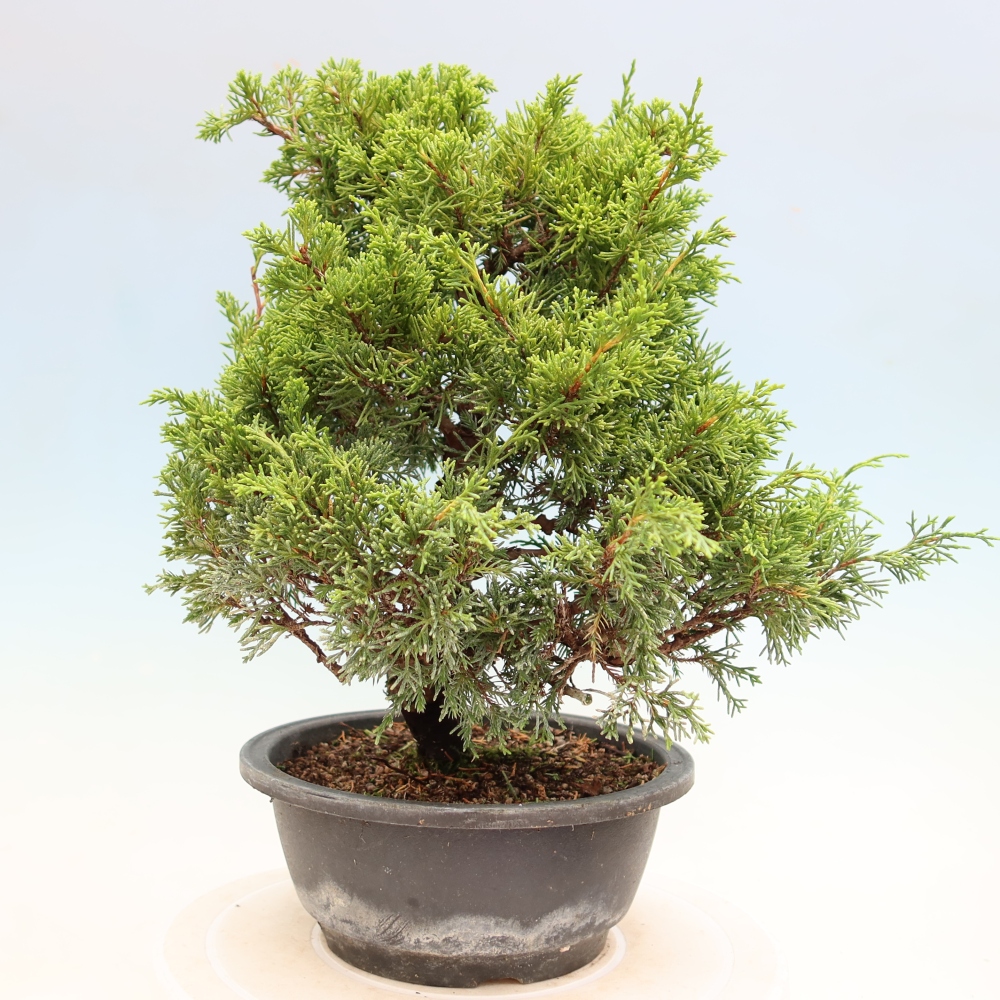 Bonsai da esterno - Juniperus chinensis Itoigawa-Juniperus chinensis