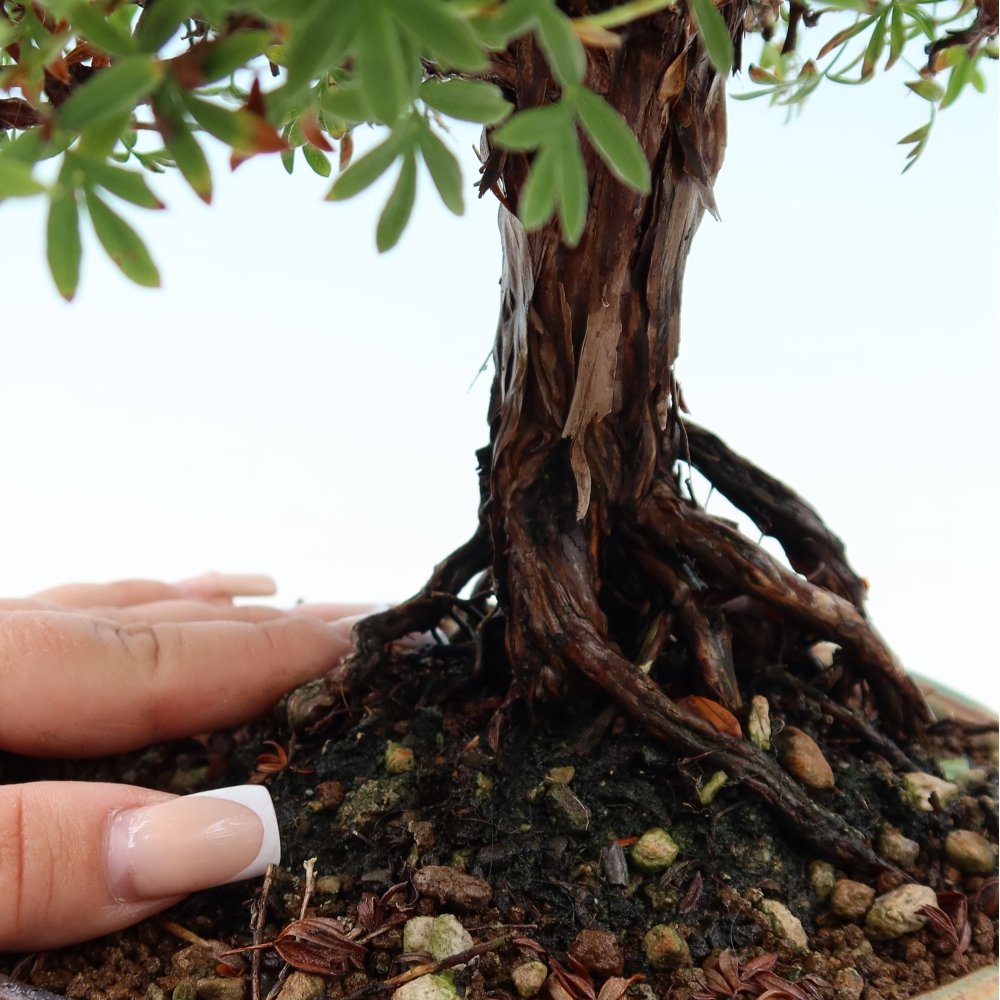 Bonsai da esterno - Potentila fruticosa