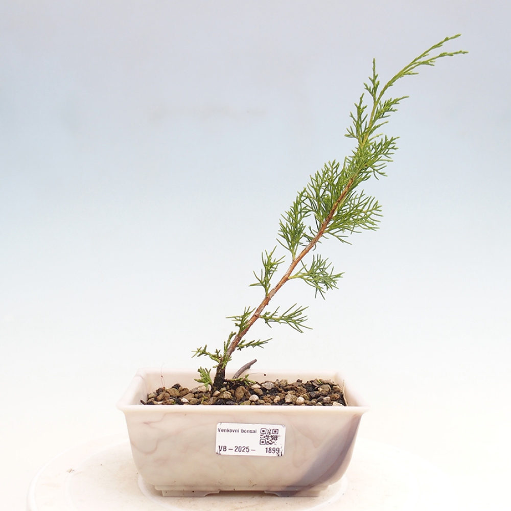 Bonsai da esterno - Juniperus chinensis Itoigawa