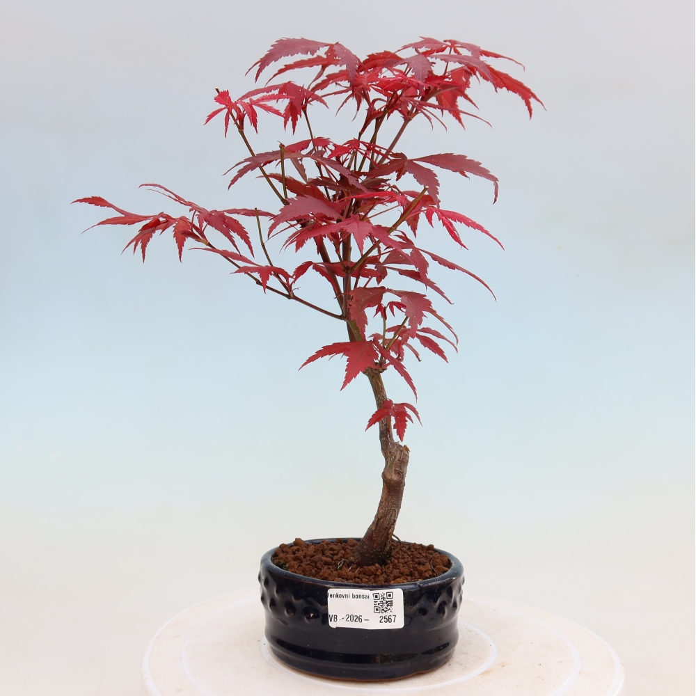 Bonsai da esterno - Palma Acer. Atropurpureum-Javor palmate