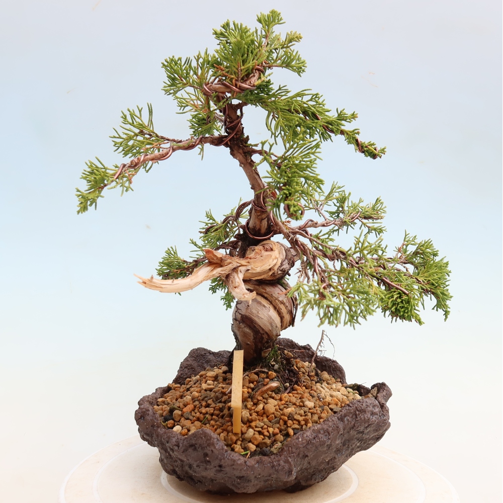 Bonsai da esterno - Juniperus chinensis Itoigawa-Juniperus chinensis
