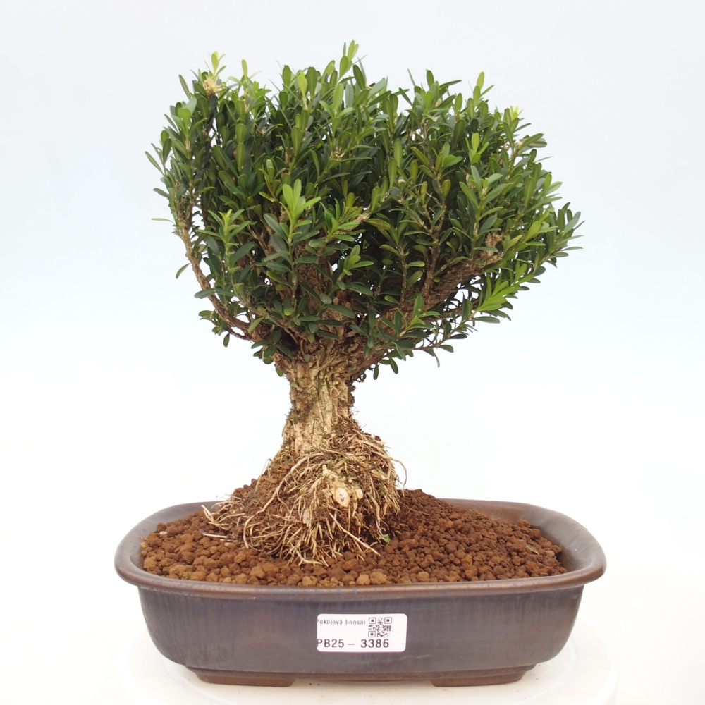 Camera bonsai - Buxus harlandii - buxus da sughero