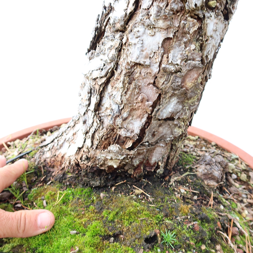 Pinus sylvestris Spagna - pino silvestre