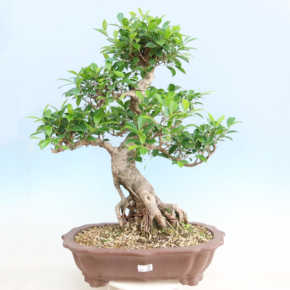 Camera bonsai - Ficus kimmen - ficus a foglie piccole