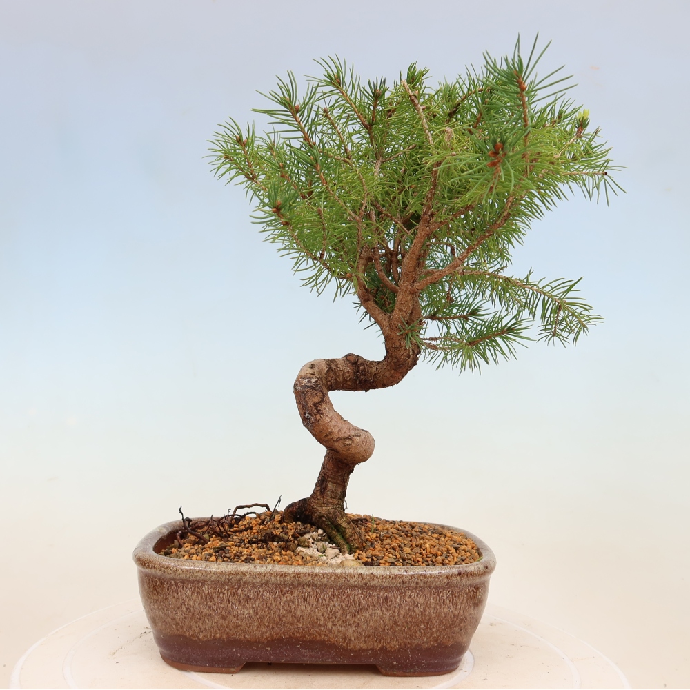 Bonsai da esterno - Abete rosso - Picea glauca globo