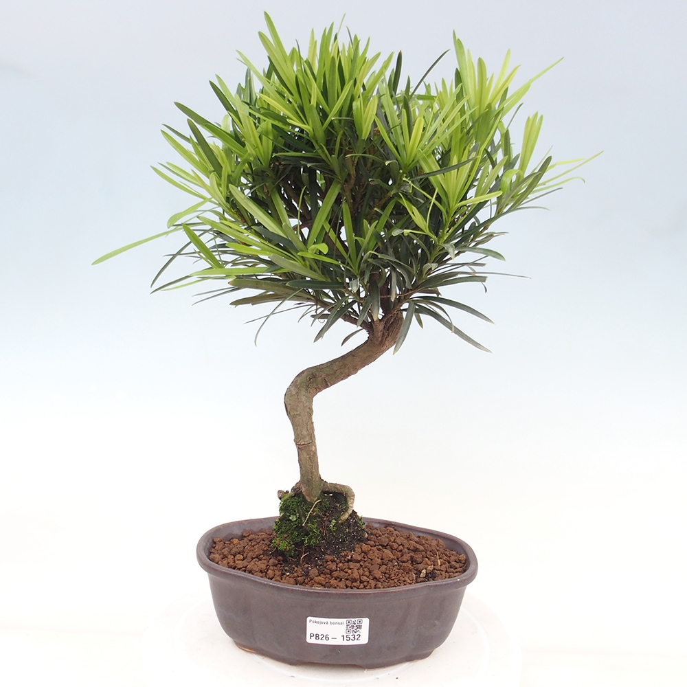 Camera bonsai - Podocarpus - Tasso delle pietre