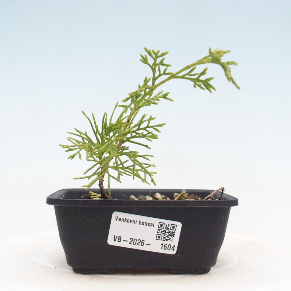 Bonsai da esterno - Juniperus chinensis Itoigawa