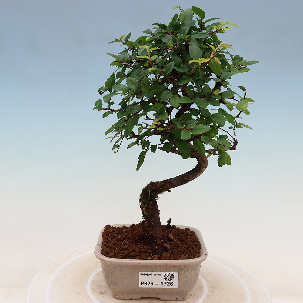 Camera bonsai - Ulmus parvifolia - Olmo a foglie piccole