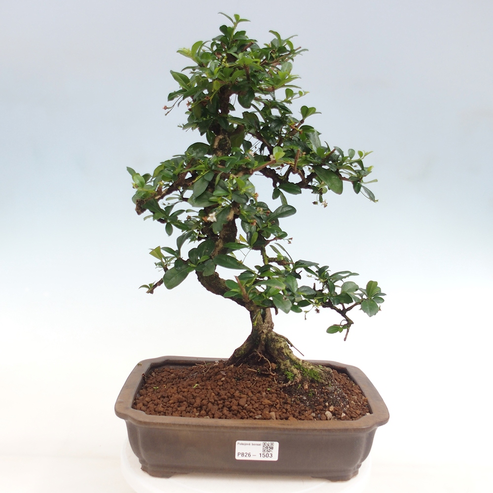 Camera bonsai - Carmona macrophylla - Tea fuki