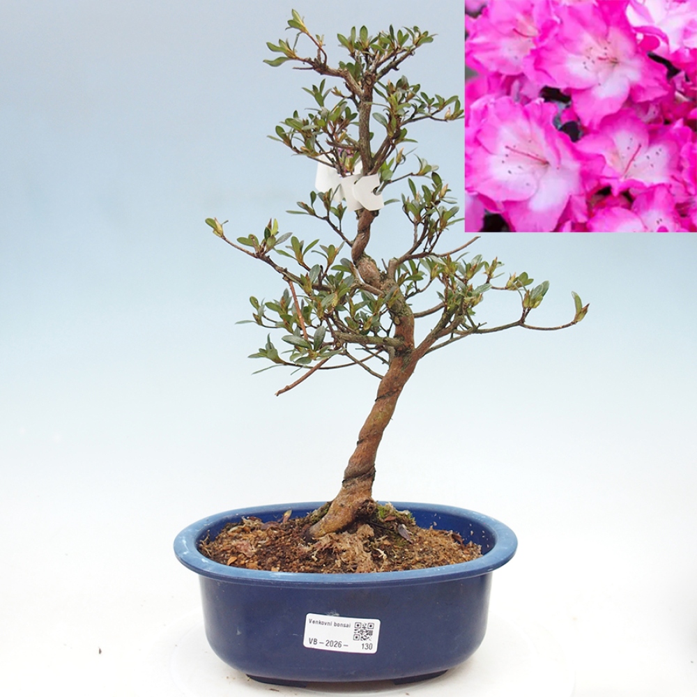Bonsai da esterno - Azalea giapponese - Azalea Mio