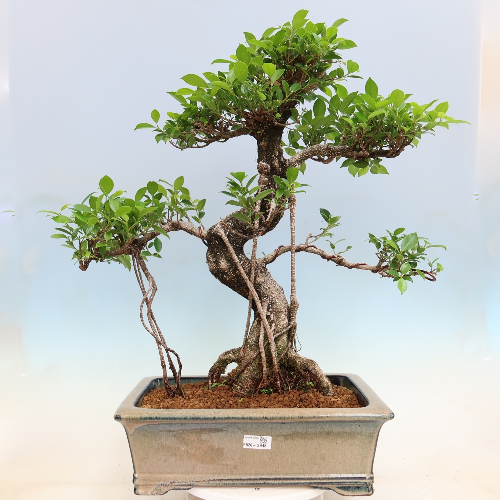 Camera bonsai - Ficus kimmen - ficus a foglie piccole