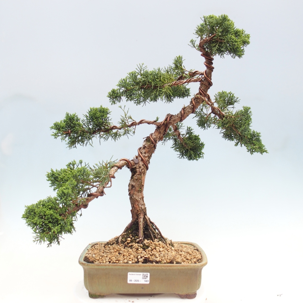 Bonsai da esterno - Juniperus chinensis Kishu