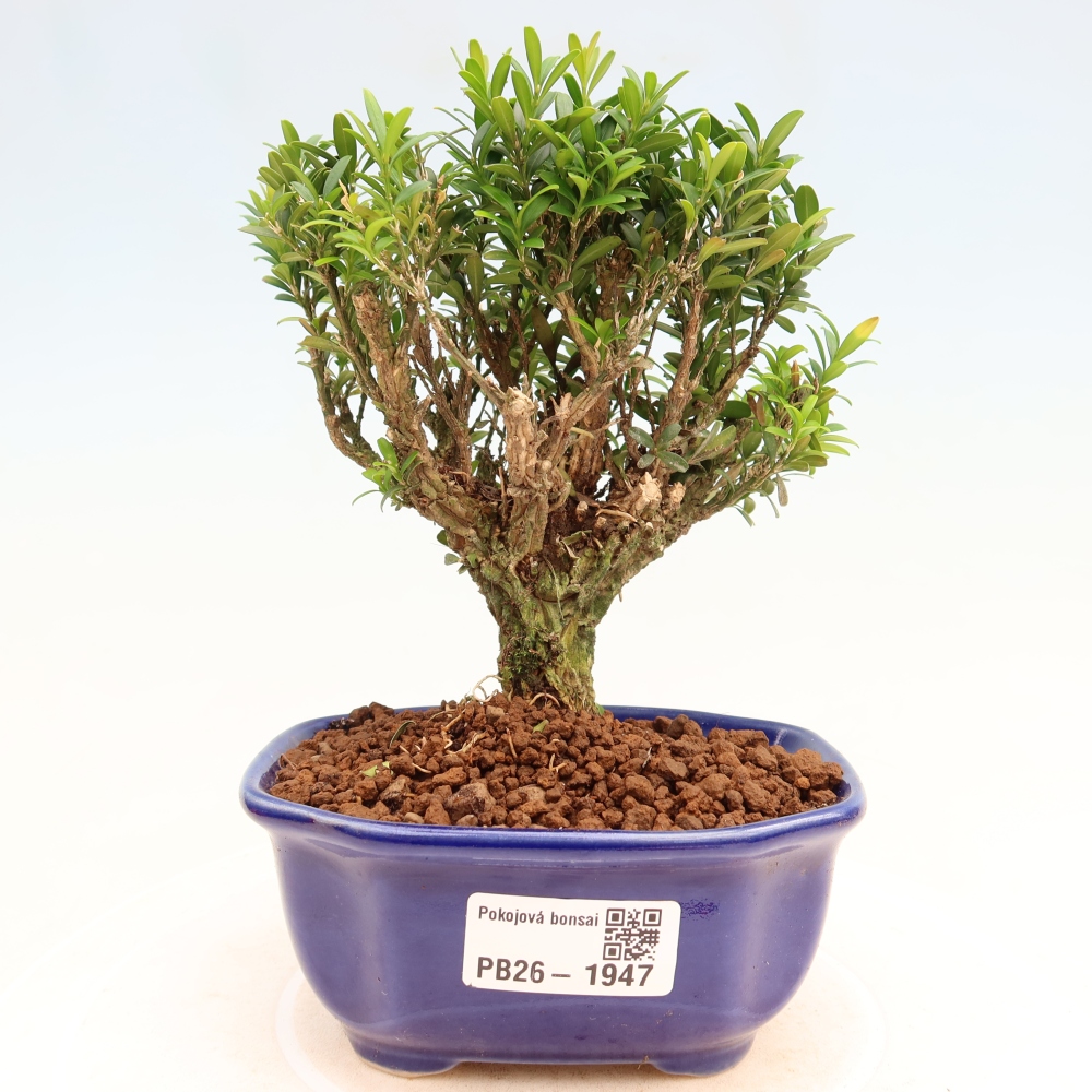 Camera bonsai - Buxus harlandii - buxus da sughero
