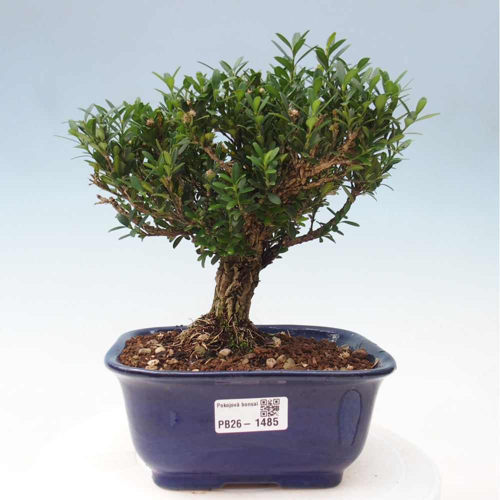Camera bonsai - Buxus harlandii - buxus da sughero