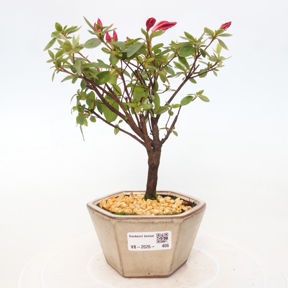 Bonsai da esterno - Azalea giapponese - Azalea sp.