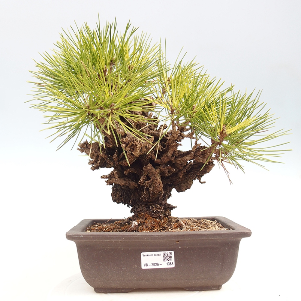 Bonsai da esterno - Pinus thunbergii - Pino di Thunberg