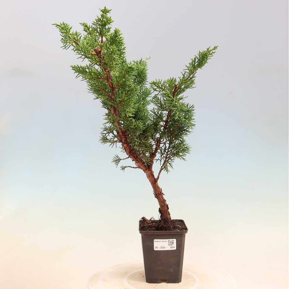 Bonsai da esterno - Juniperus chinensis Kishu