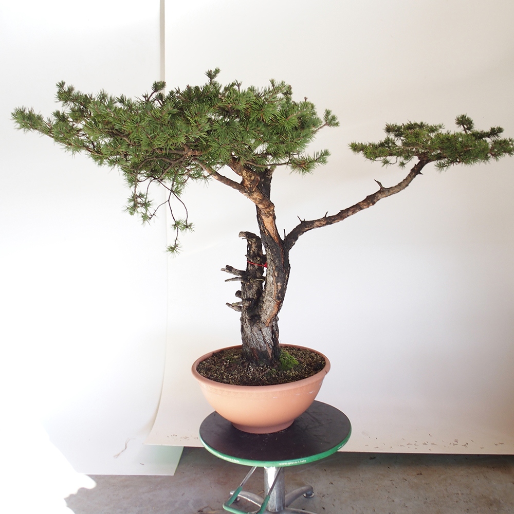 Yamadori - Pinus sylvestris Spagna