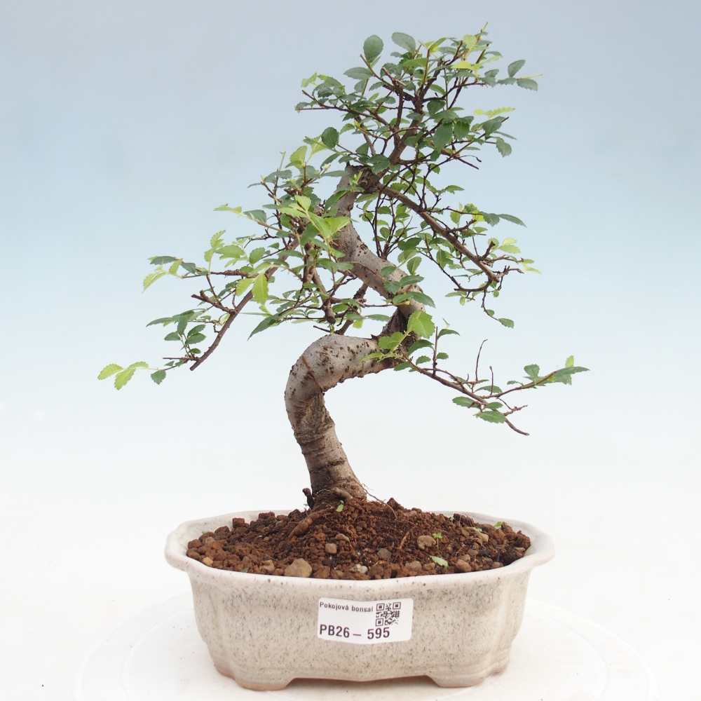 Camera bonsai - Ulmus parvifolia - Olmo a foglie piccole