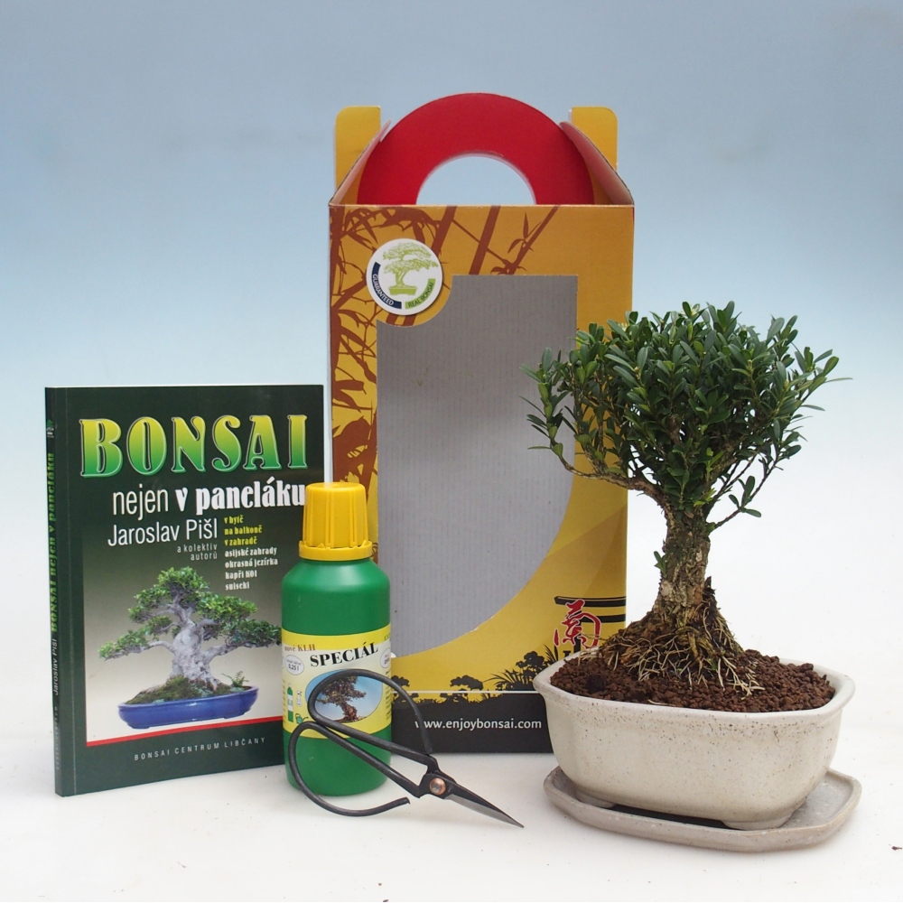 Bonsai da camera in confezione regalo