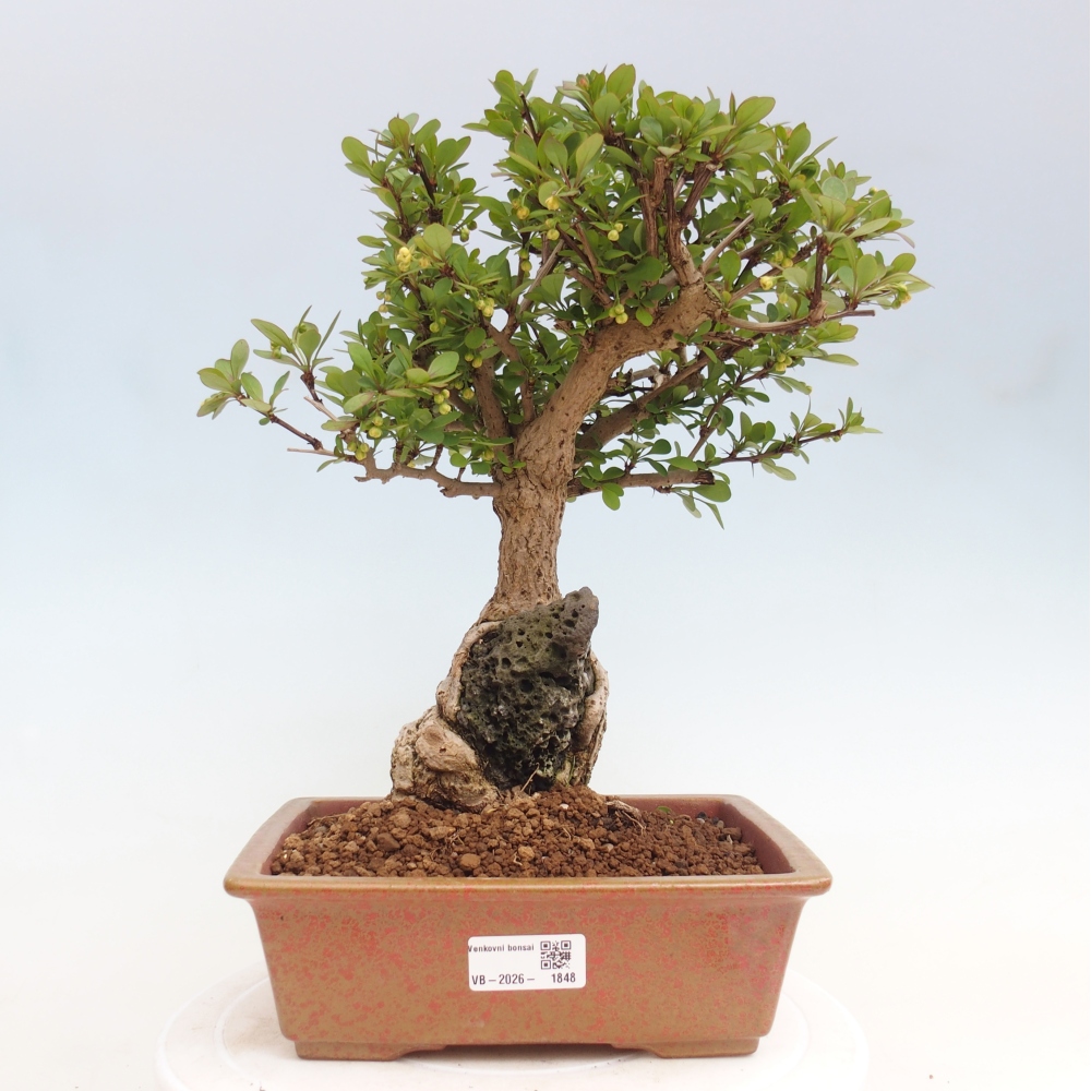 Bonsai da esterno - Berberis coreana