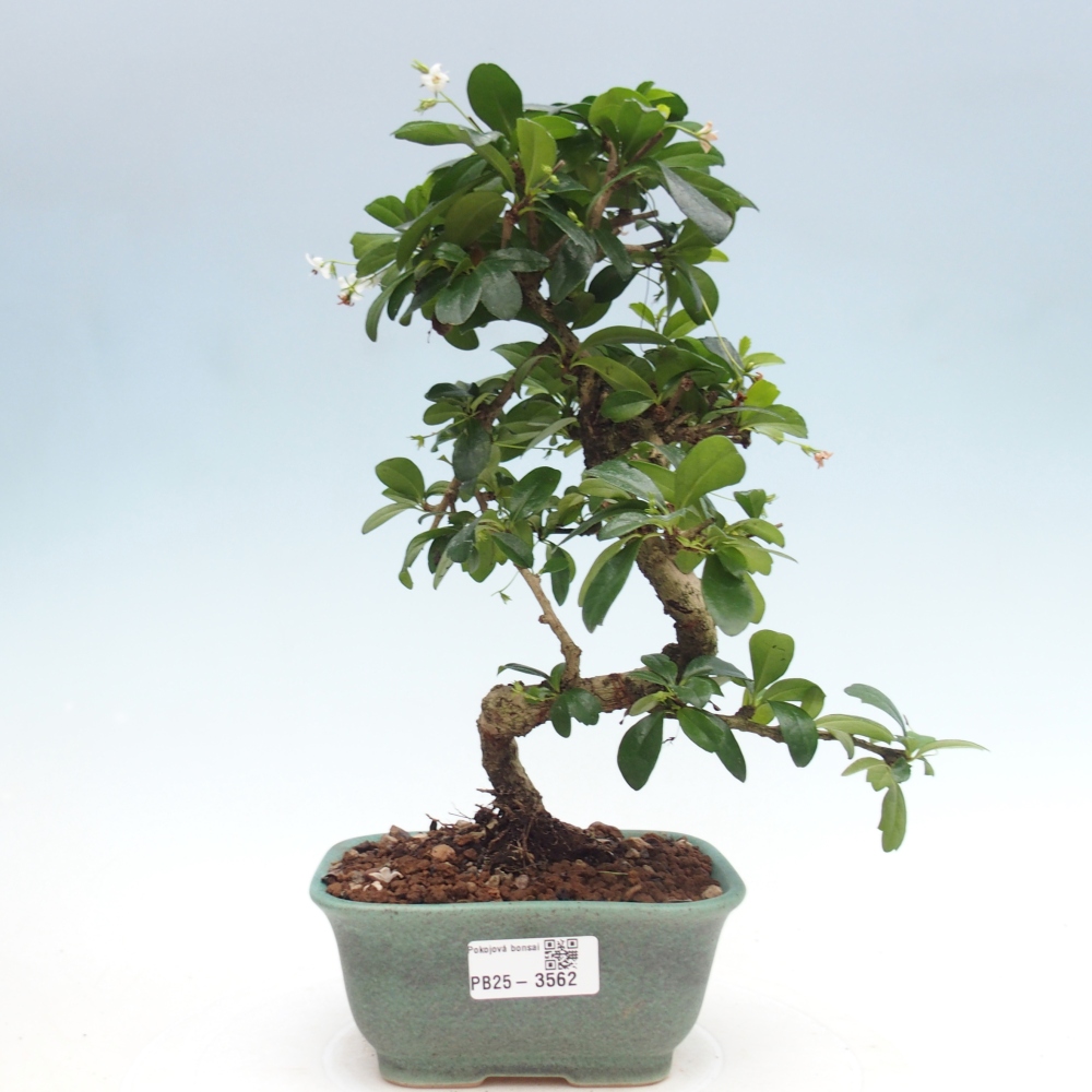 Camera bonsai - Carmona macrophylla - Tea fuki