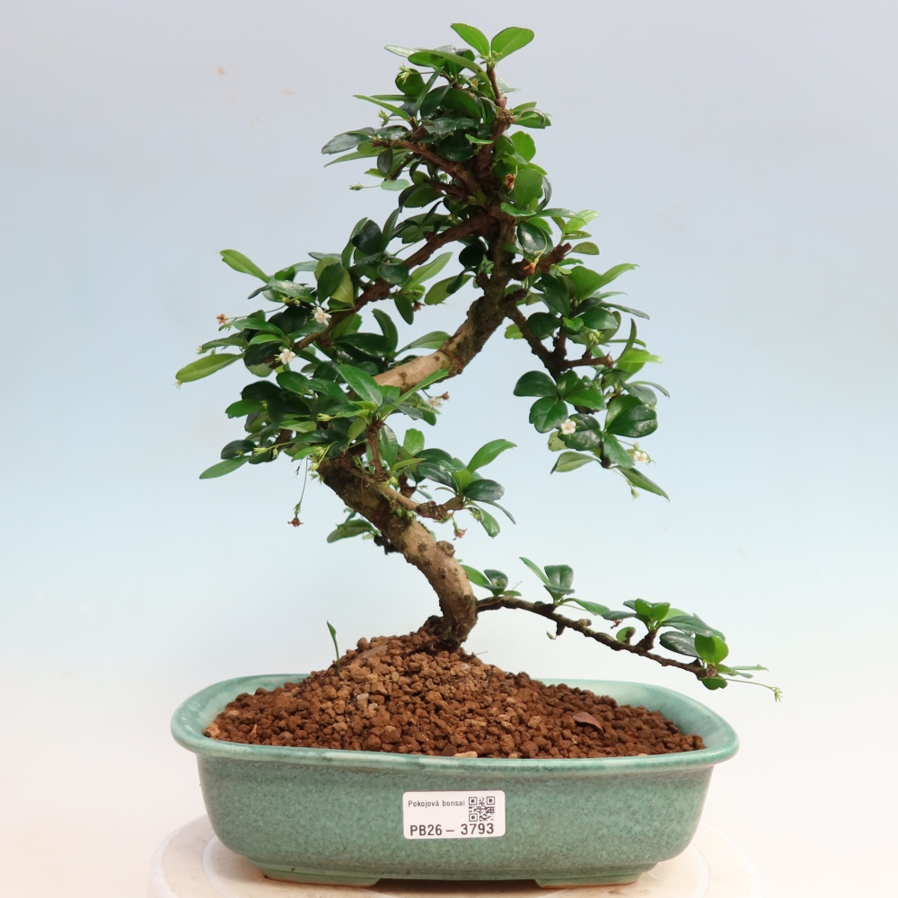 Camera bonsai - Carmona macrophylla - Tea fuki
