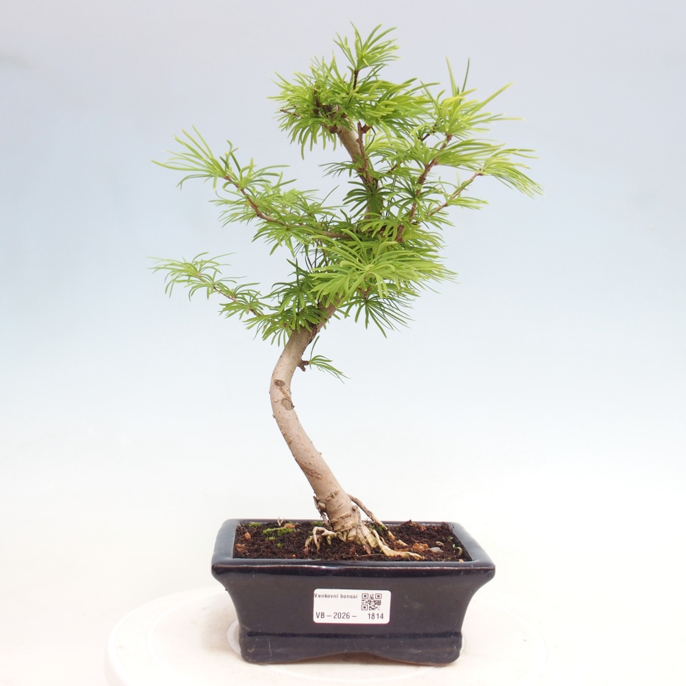 Bonsai da esterno -Pseudolarix amabis-Pseudolarix amabis