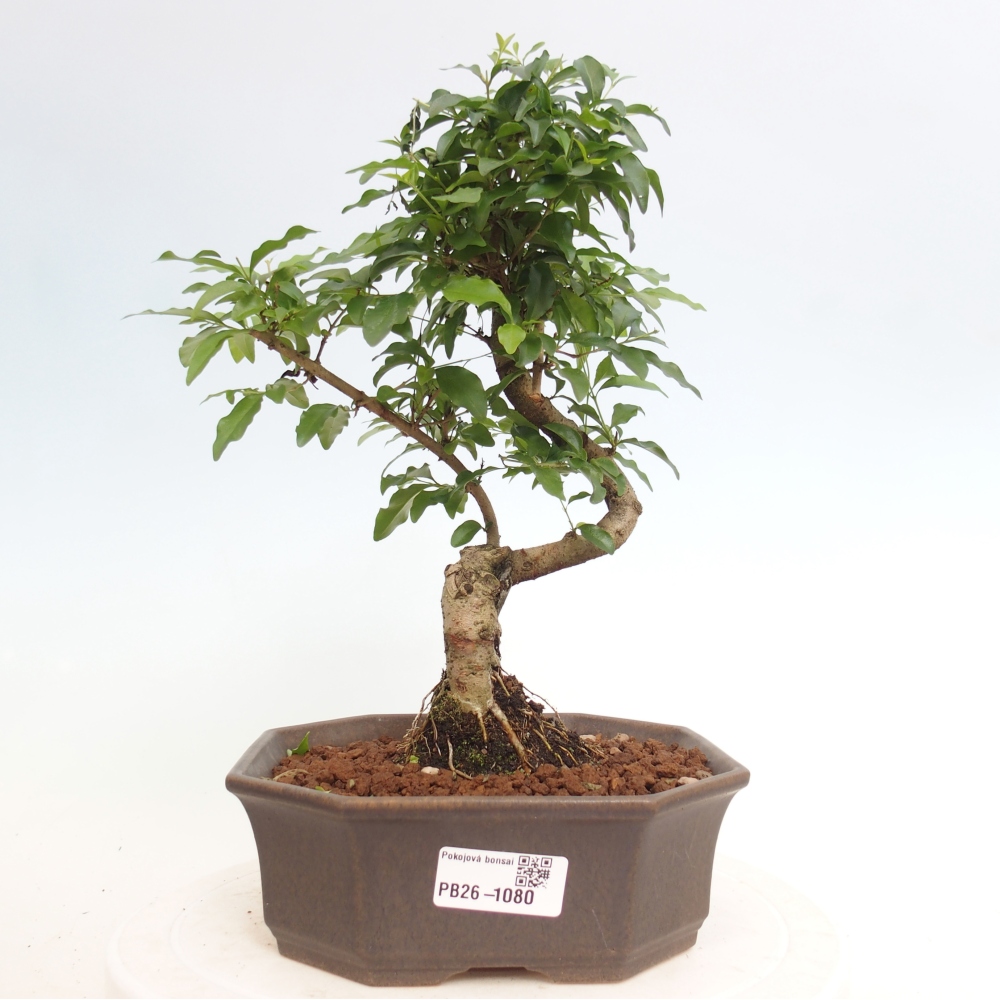 Camera bonsai -Ligustrum chinensis - Becco d'uccello