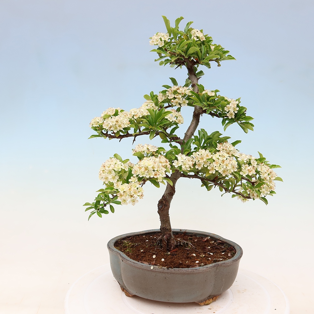 Bonsai da esterno - Pyracantha teton - Pyracantha scarlatta