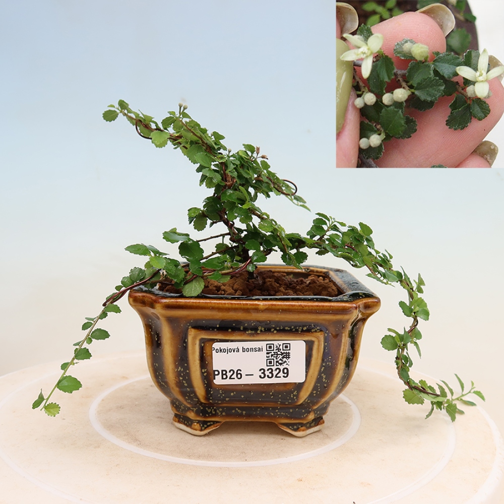 Camera bonsai - Grewia sp. - Grewia malafolia