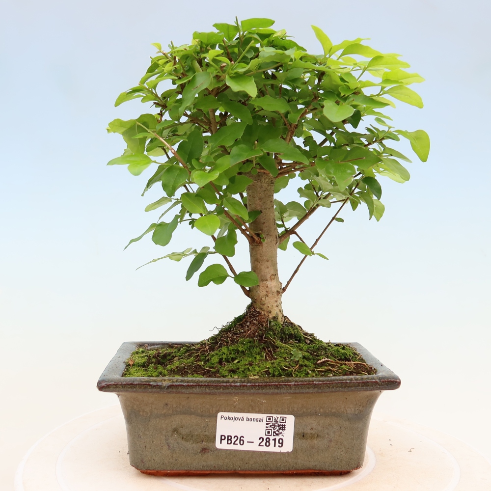 Camera bonsai -Ligustrum chinensis - Becco d'uccello