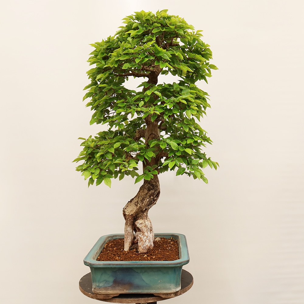 Bonsai da esterno -Carpinus Coreana - Carpino coreano