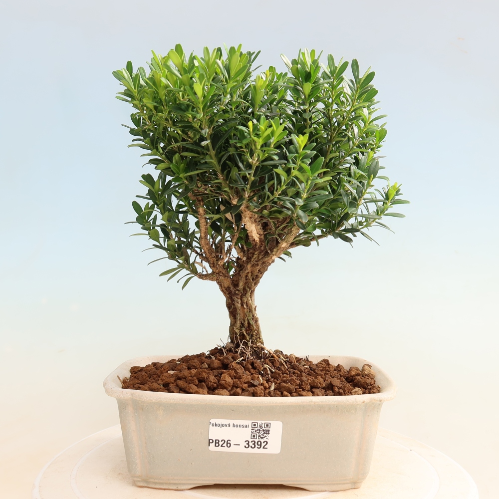 Camera bonsai - Buxus harlandii - buxus da sughero
