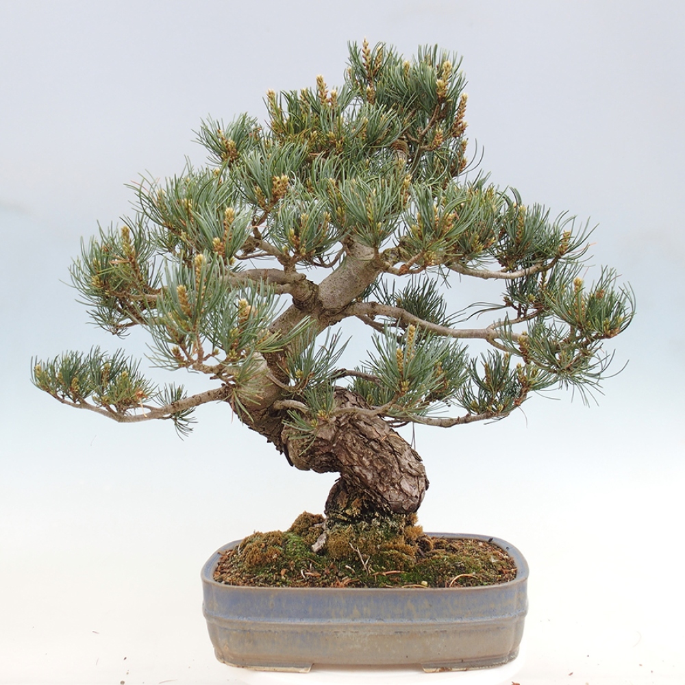 Bonsai da esterno - Pinus parviflora - Pinus parviflora