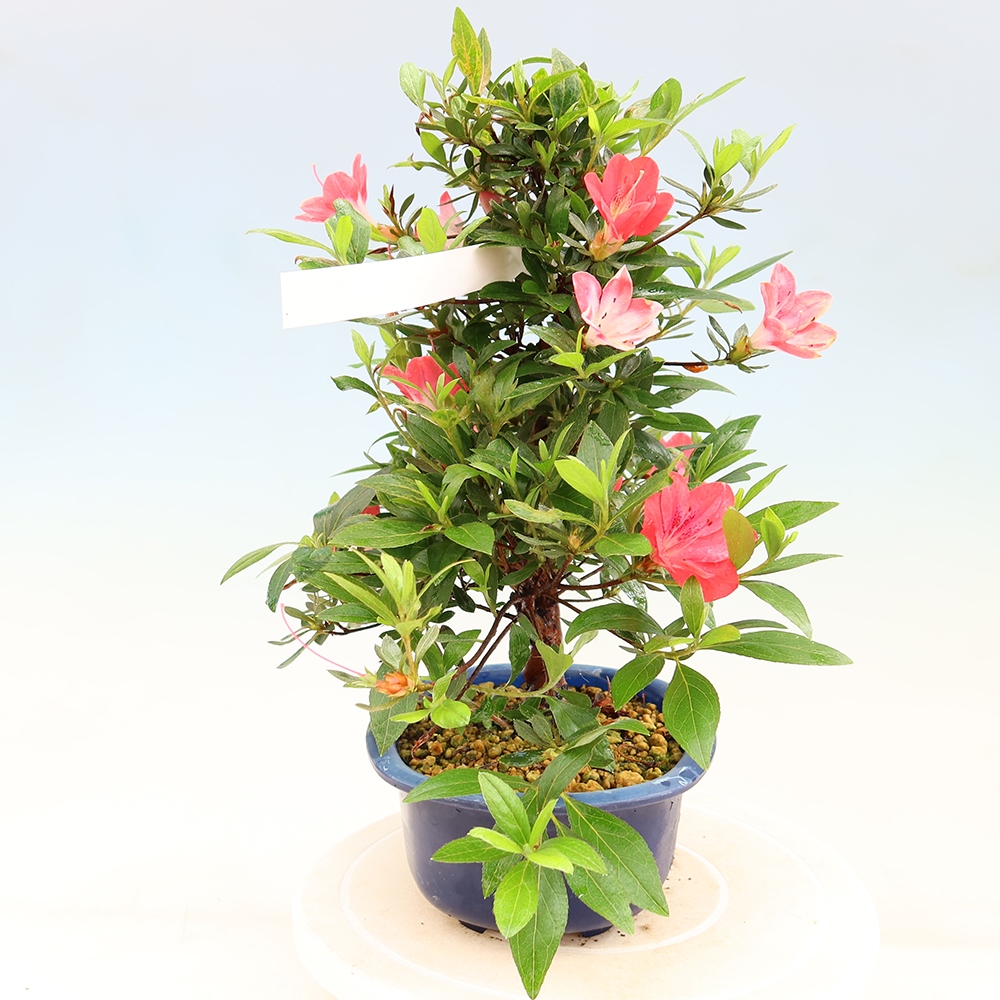 Bonsai da esterno - Azalea giapponese - Azalea Beniko