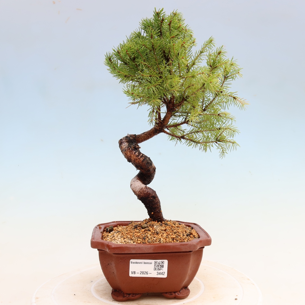 Bonsai da esterno - Abete grigio - Picea glauca globe